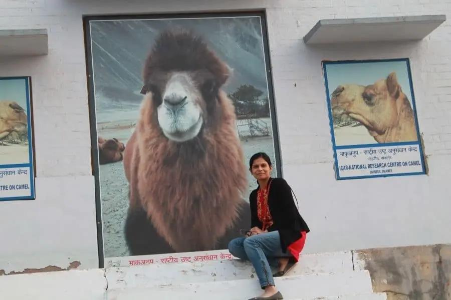 Camel Farm Bikaner India Faraway Notes