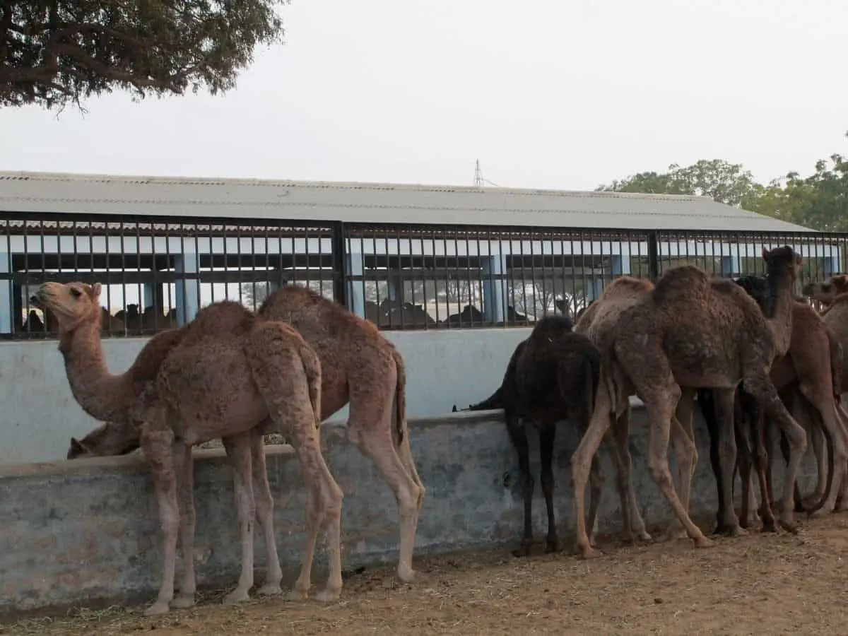 Camel Farm bikaner Rajasthan India feature Faraway Notes