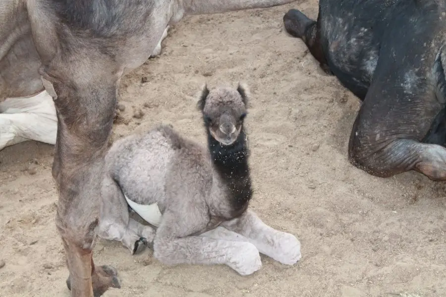 Camel calf at Camel farm Bikaner India by Faraway Notes