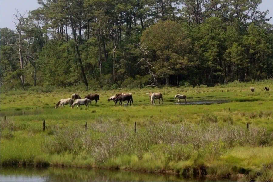 Chincoteague beach Virginia best East coast beach in US Faraway Notes