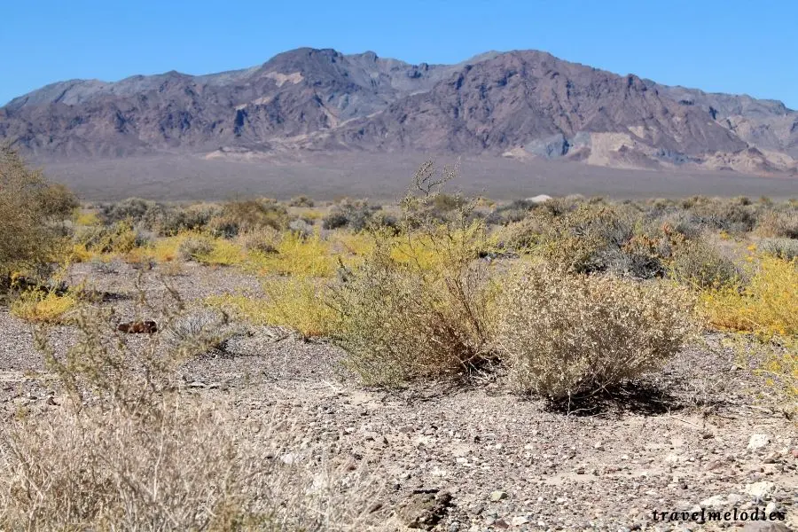 death valley wildflowers