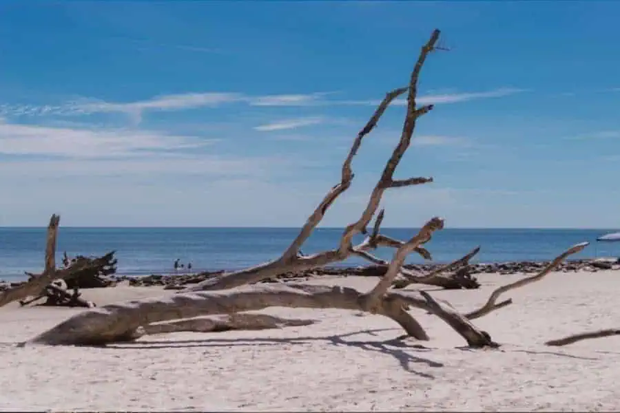 Driftwood beach Georgia best east coast beach in US Faraway Notes