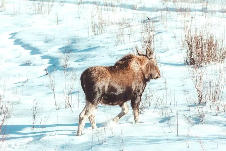 Grand Teton National Park as Winter destination in USA