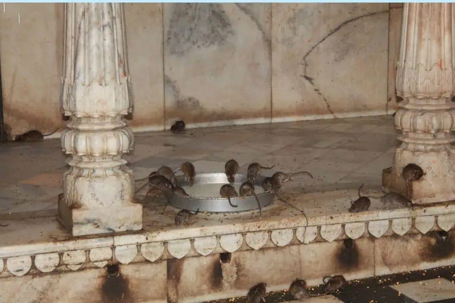 Karni Mata Rat temple places to visit in Bikaner India Faraway Notes