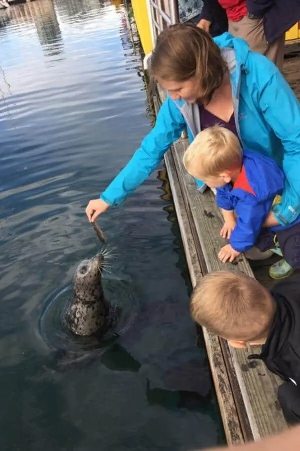 Victoria Canada - feeding the seals