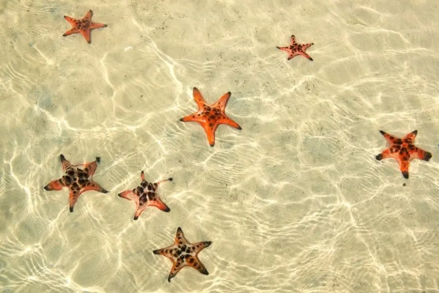 Starfish beach -things to do in Phu Quoc Vietnam