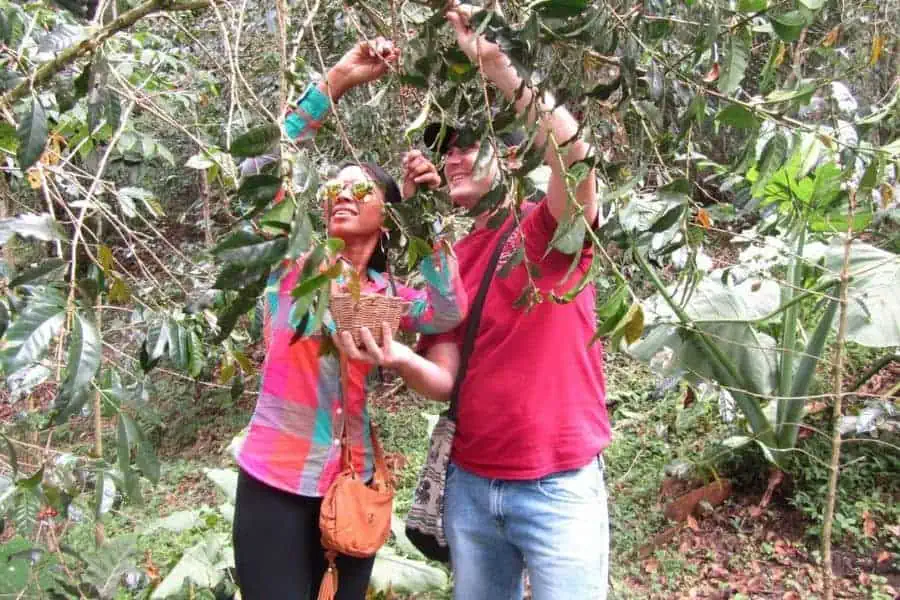 bean to cup experience on a nature reserve in colombia coffee farm