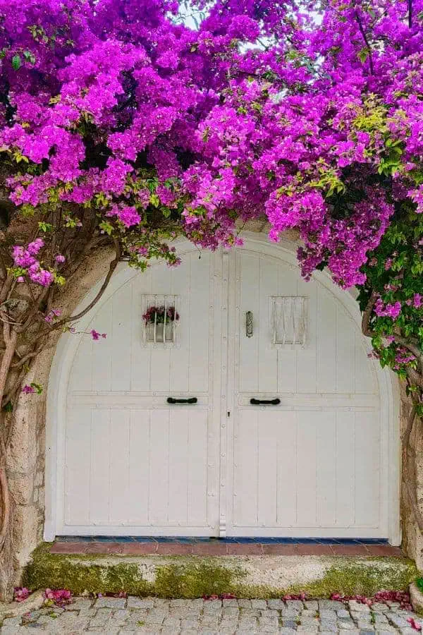 beautiful bougainvillea covered door of alacati