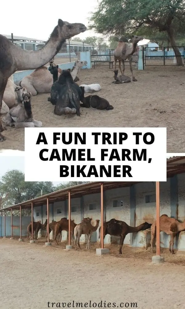 camel farm bikaner