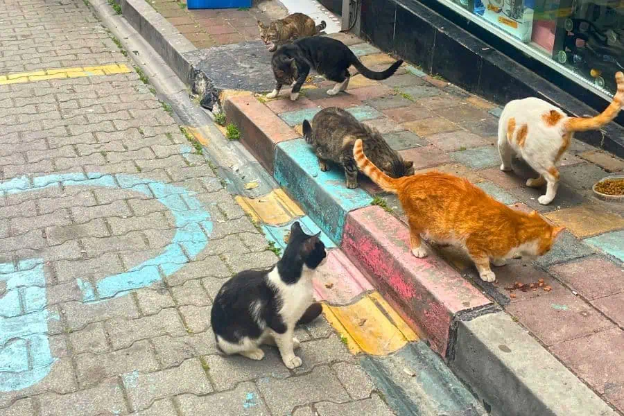 cats of istanbul turkey