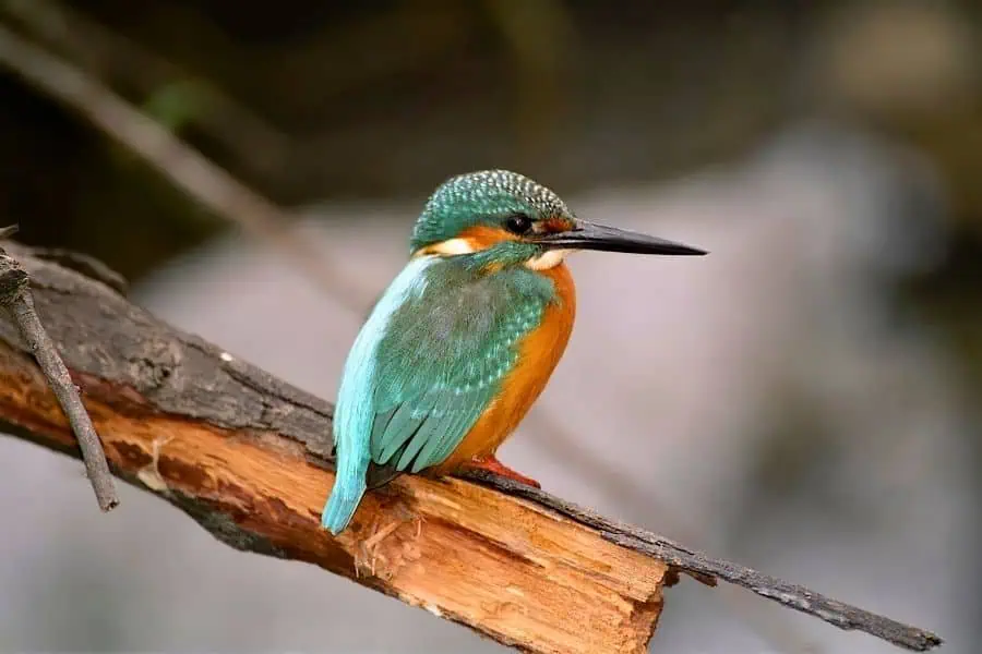 common kingfisher, alcedo atthis, at bharatpur keoladeo national park in rajasthan perched on a tree branch