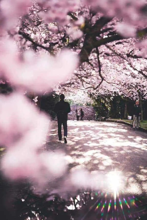copenhagen sakura spring europe bispebjerg 