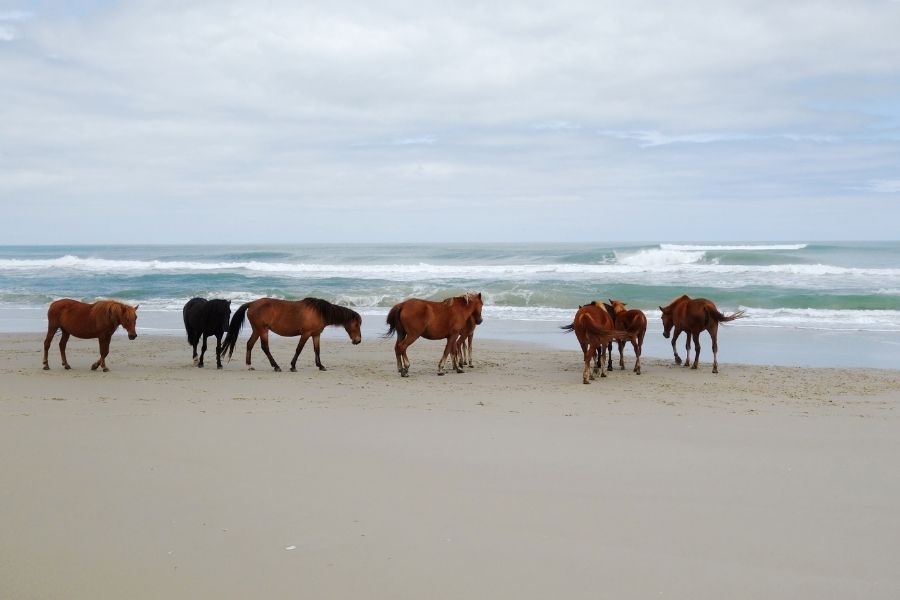 corolla wild horses outer banks north carolina