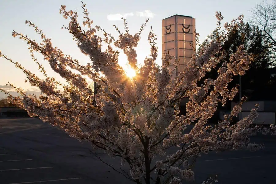 cherry blossoms at toronto japanese cultural centre
