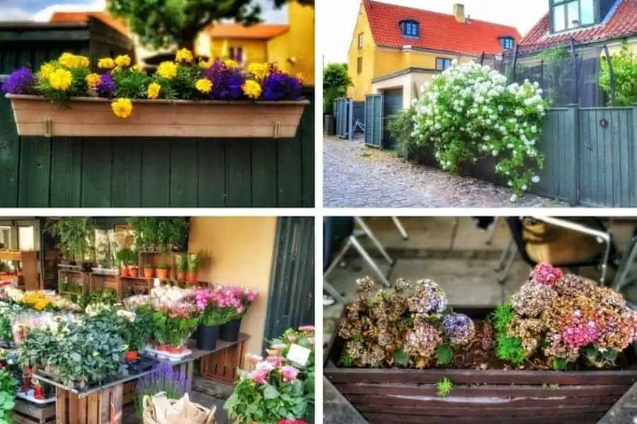 dragor flowers