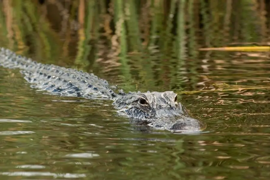 everglades national park alligators