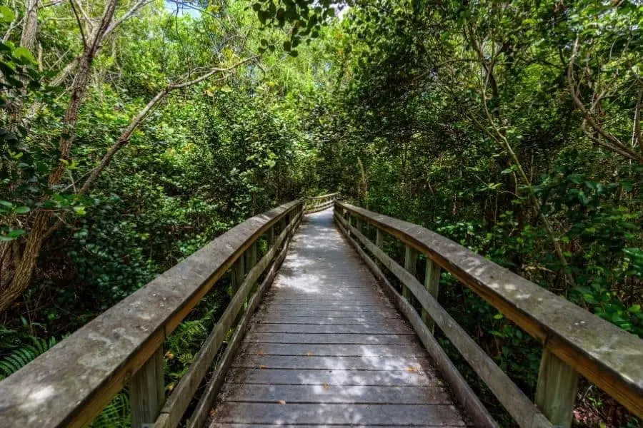everglades national park florida Gumbo Limbo Trail
