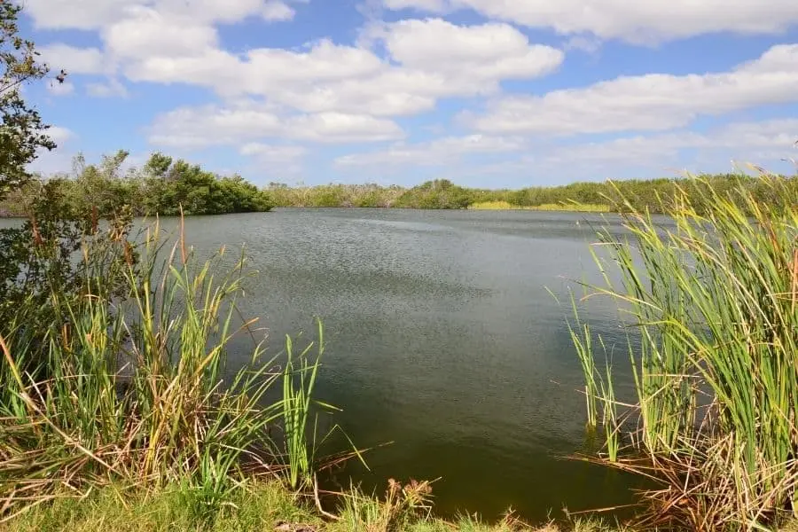 everglades national park Paurotis Pond