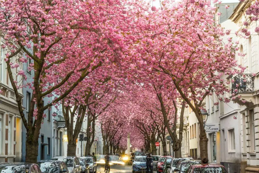 germany bonn spring europe