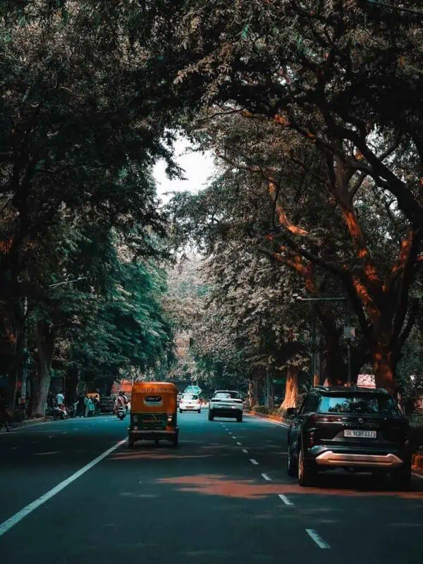 shady road in delhi with cars and an auto-rickshaw driving under dense tree cover