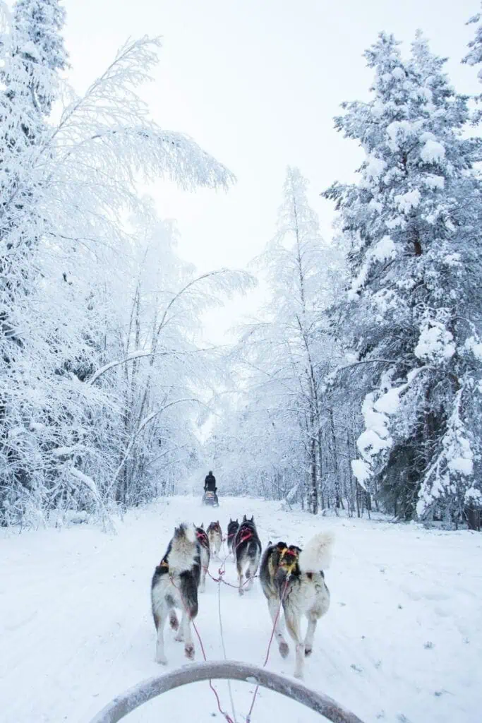 huskies pulling a sled through a snow-covered forest in lapland, finland, with trees heavy with fresh snow and a musher leading the way ahead