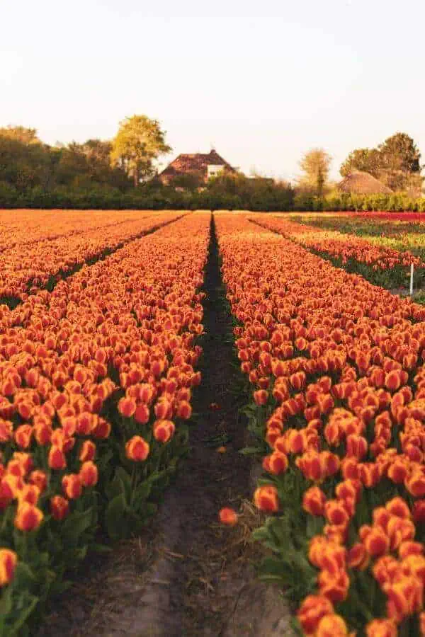 keukenhof spring europe