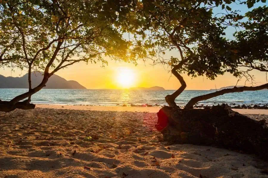 golden sunset over a serene beach in phuket, framed by twisted tree branches with soft sand and calm ocean waves in the background