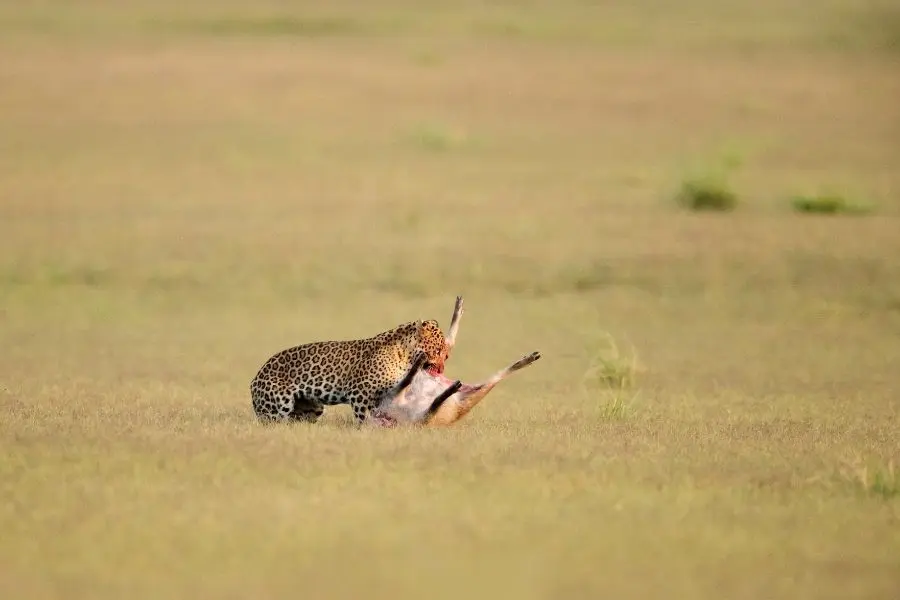 leopard eating his hunt hog deer at dhikala zone jim corbett national park