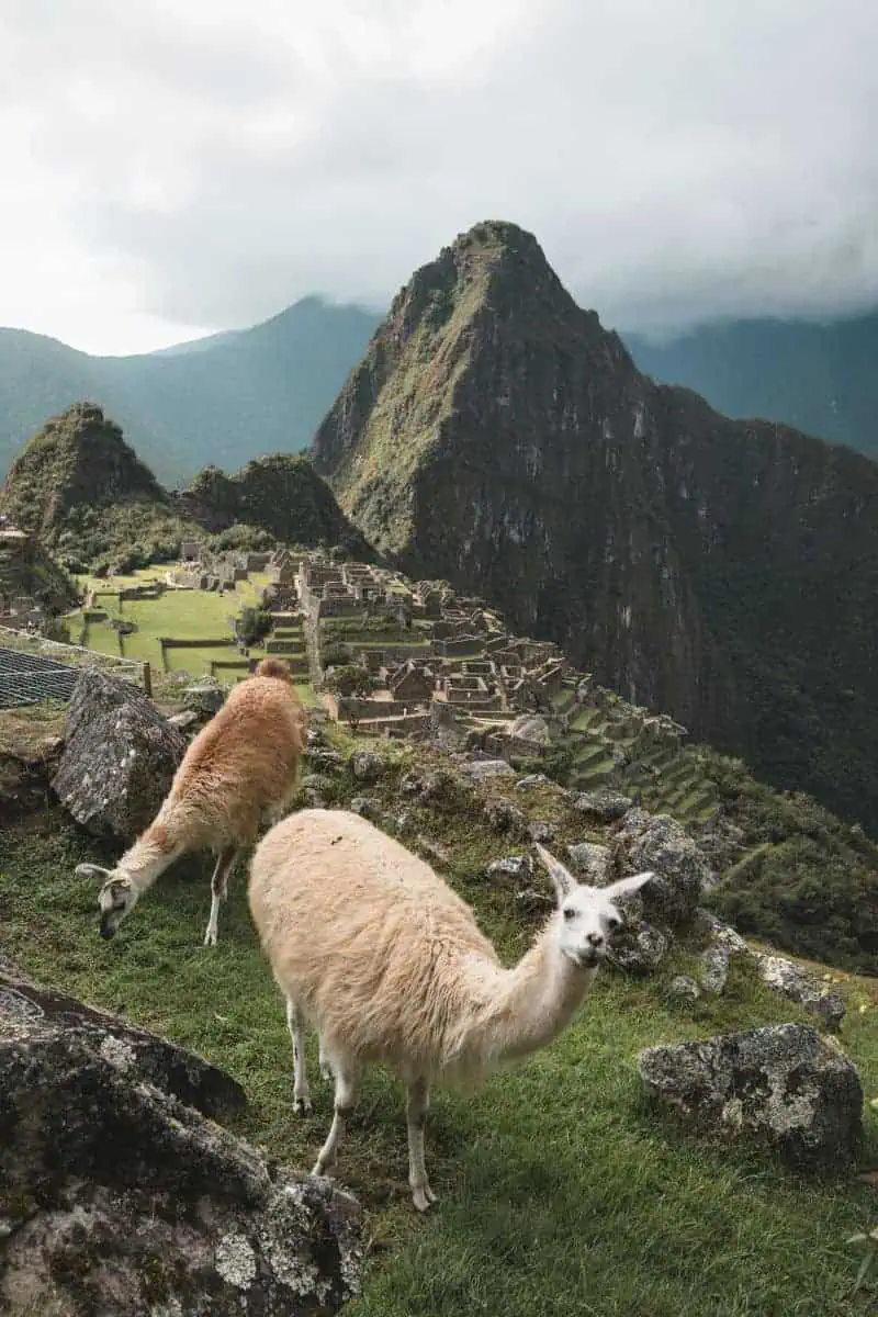 two llamas grazing near stone ruins at Machu Picchu with misty green mountains in the background