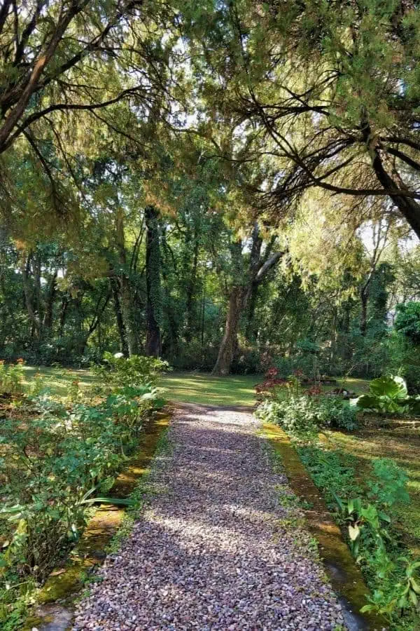 lush green outdoors jyoti niwas homestay palampur