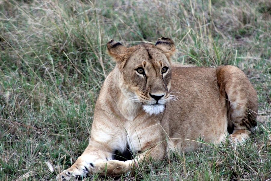 masai mara kenya africa best national parks in the world