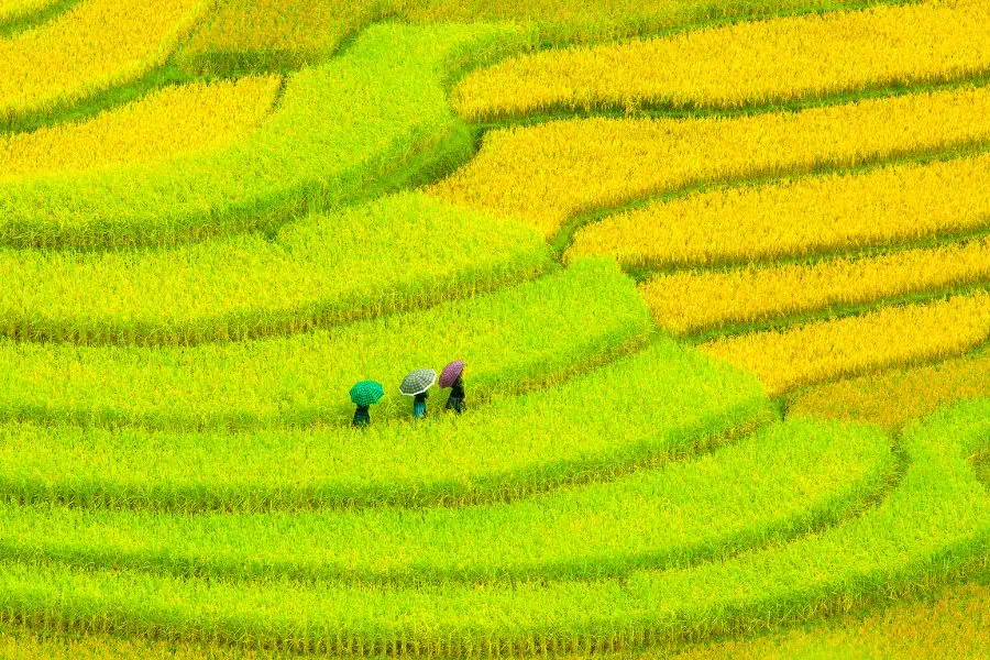 rice fields mu cang chai yen bai vietnam