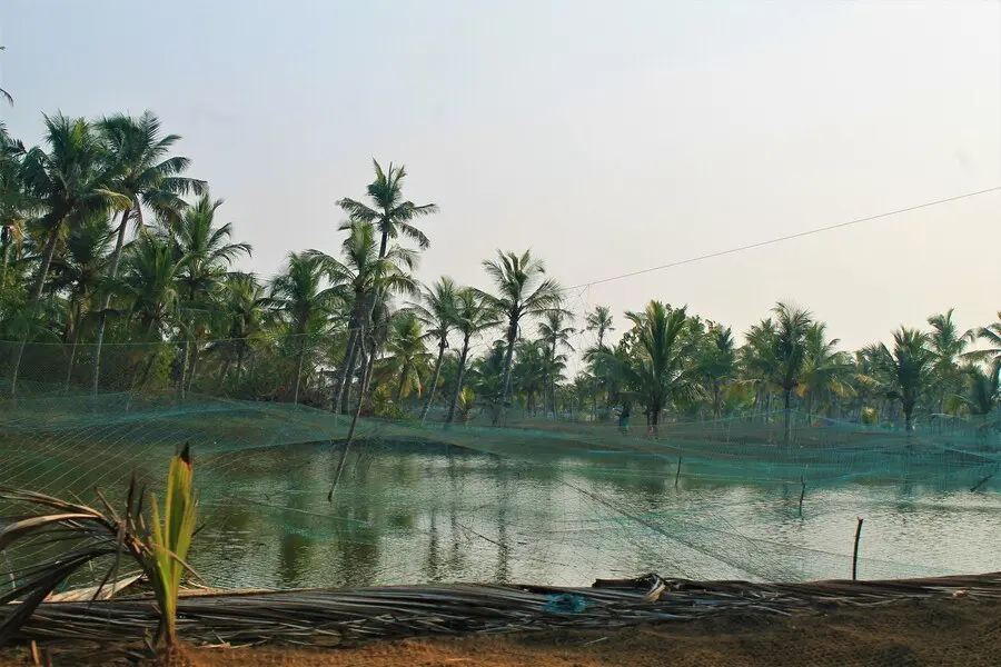 Fish farm and prawn farm covers in Munroe Island