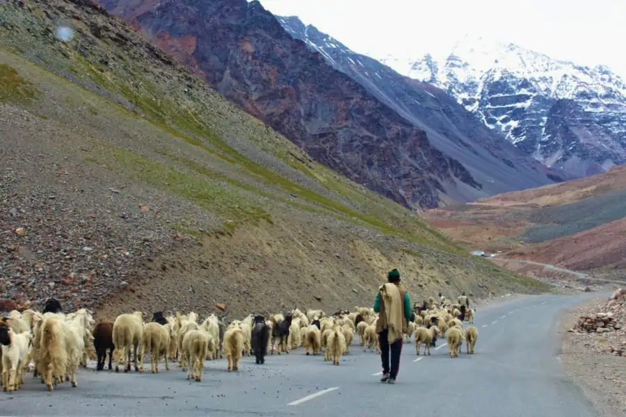shepherd flock of sheep road leh ladakh