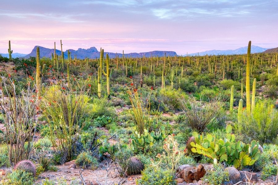 saguaro national park best national parks in arizona