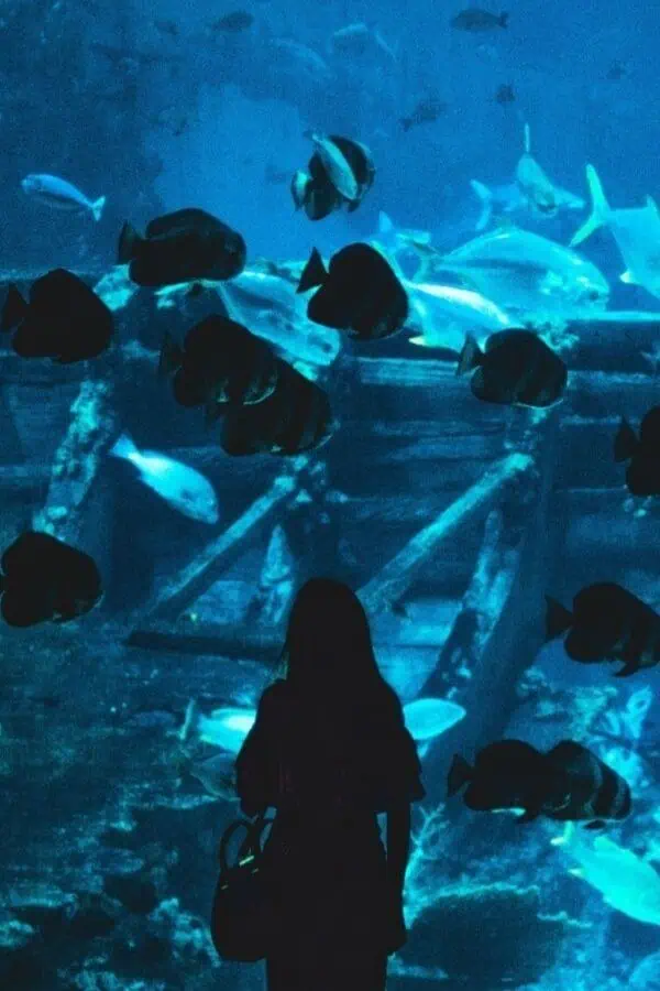 sea aquarium sentosa singapore