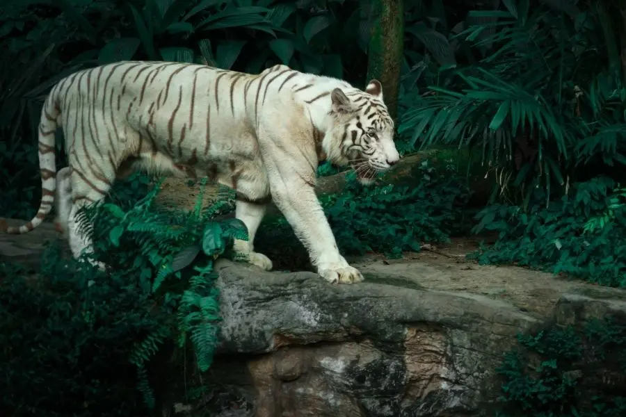 singapore zoo itinerary for singapore