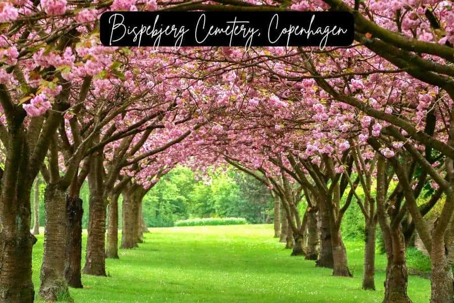 cherry blossom tunnel at bispebjerg cemetery in copenhagen, denmark during spring