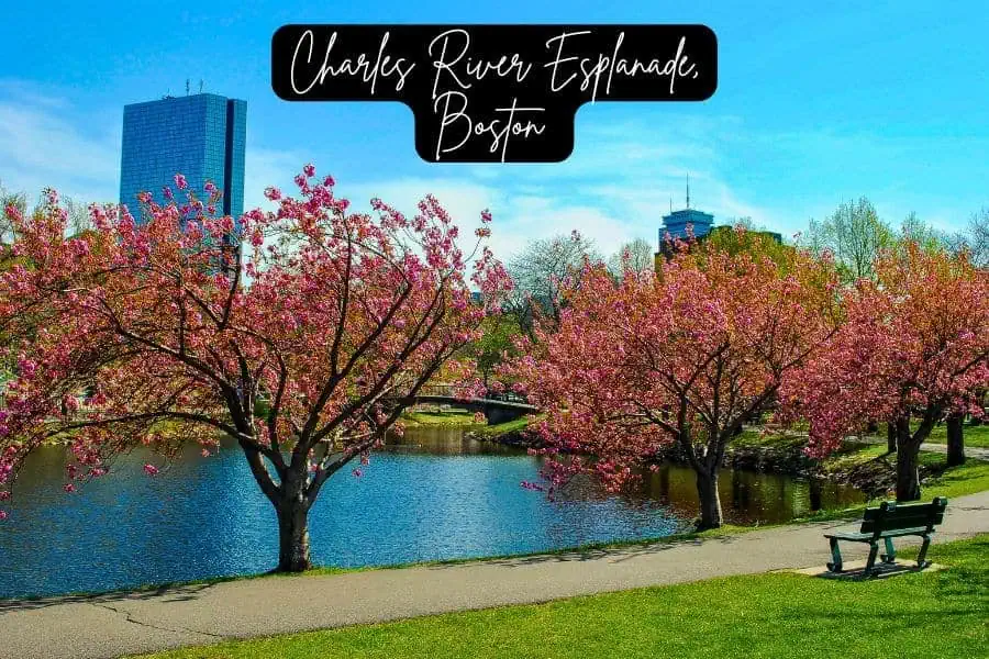 cherry blossoms in full bloom along the charles river esplanade in boston, with city skyscrapers in the background