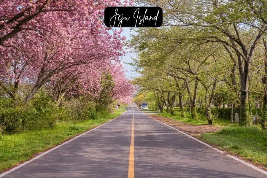 cherry blossom trees lining a scenic road on jeju island, south korea during spring