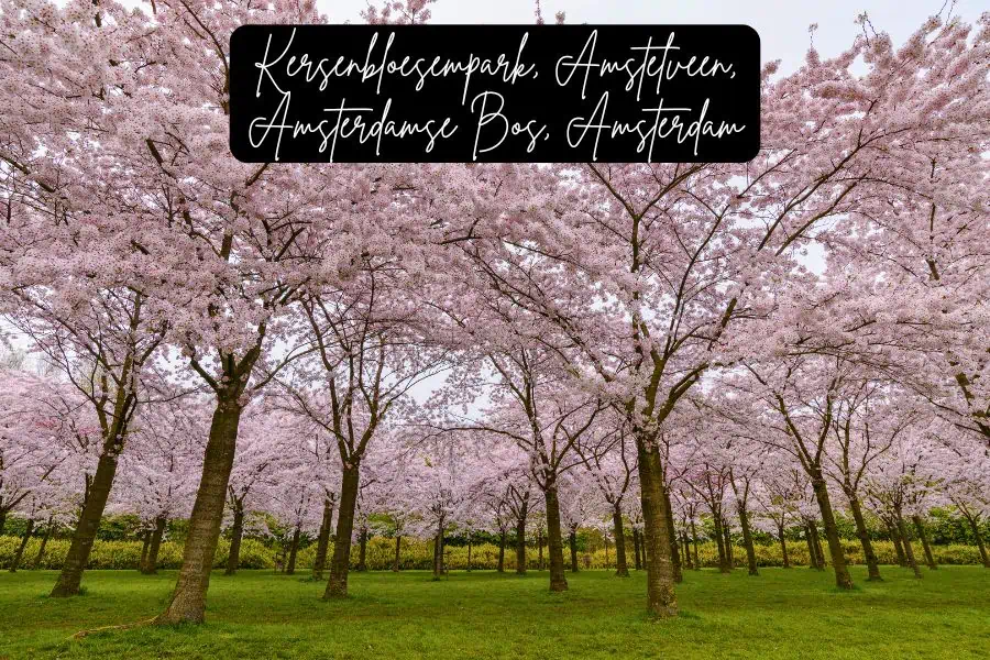 cherry blossom trees in full bloom at kersenbloesempark in amsterdamse bos, amstelveen, creating a pink canopy over lush green grass