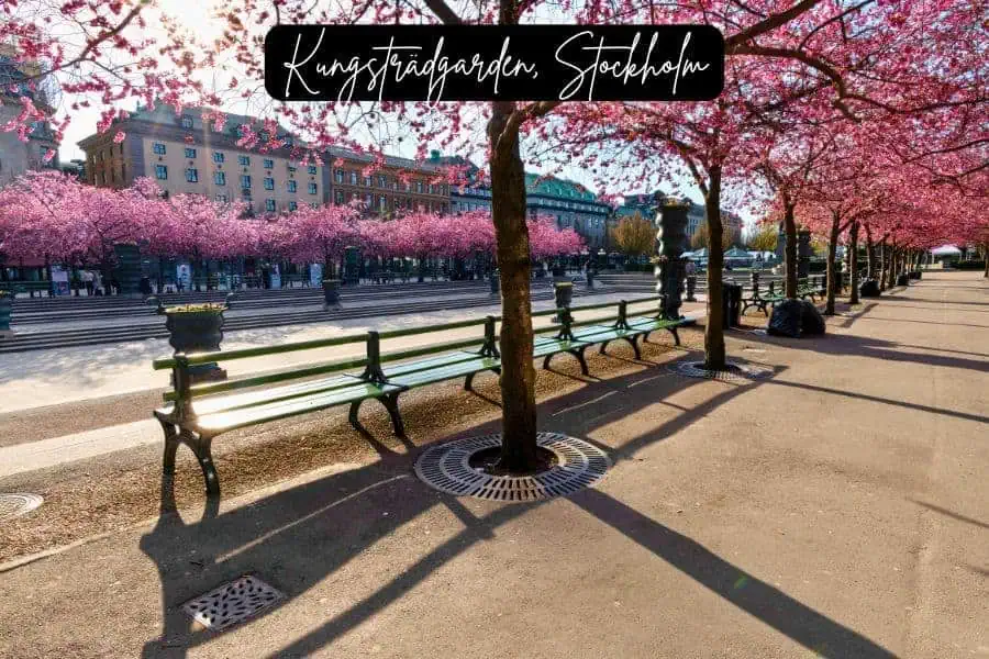 cherry blossoms in full bloom at kungsträdgården, stockholm, with rows of pink trees lining a walkway and benches under the spring sun