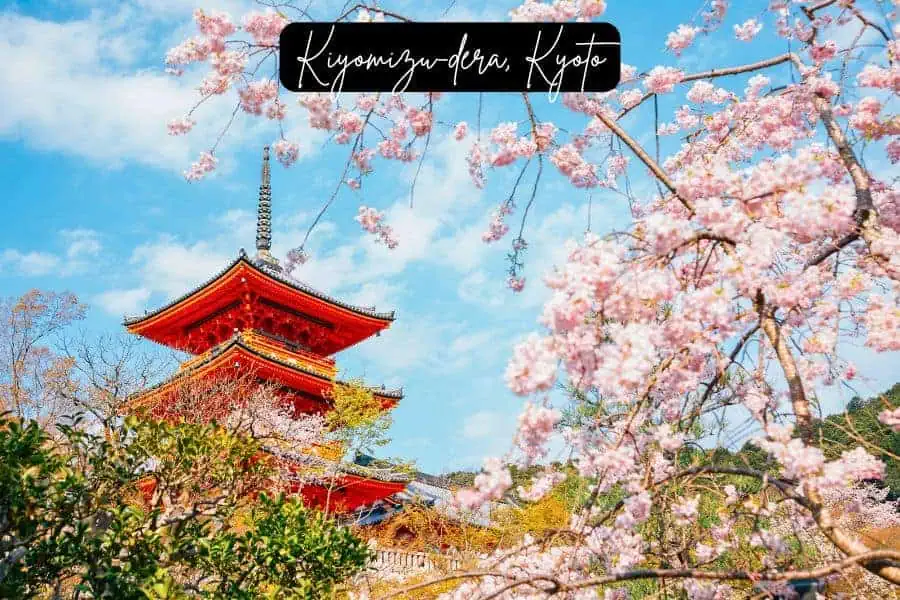 cherry blossoms framing the red pagoda of kiyomizu-dera temple in kyoto, japan, against a bright blue sky