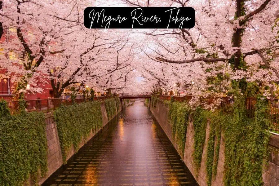 cherry blossoms in full bloom arching over meguro river in tokyo, japan, with soft evening lights reflecting on the water