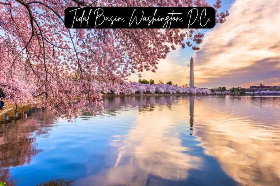 tidal basin in washington, d.c., with cherry blossoms in full bloom and the washington monument reflecting in the water at sunset