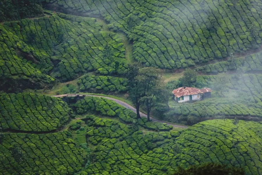 tea plantations munnar kerala with kids