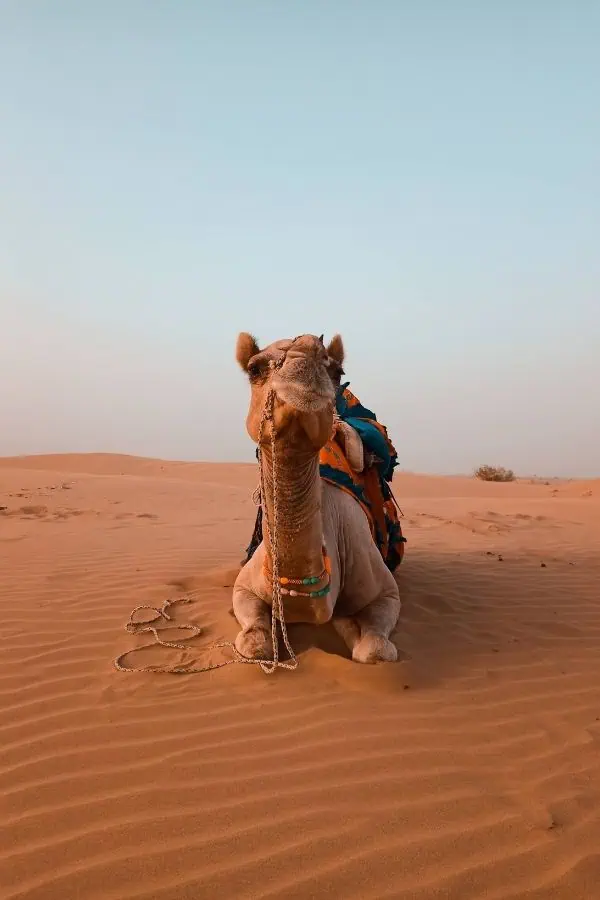 thar desert jaisalmer safari camel