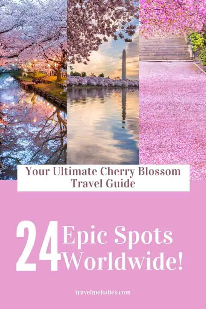 collage of three stunning cherry blossom scenes: a lantern-lit canal in japan, washington d.c.'s tidal basin with the washington monument, and a pink petal-covered pathway with blooming trees; text overlay reads 'your ultimate cherry blossom travel guide – 24 epic spots worldwide' with Faraway Notes.com at the bottom