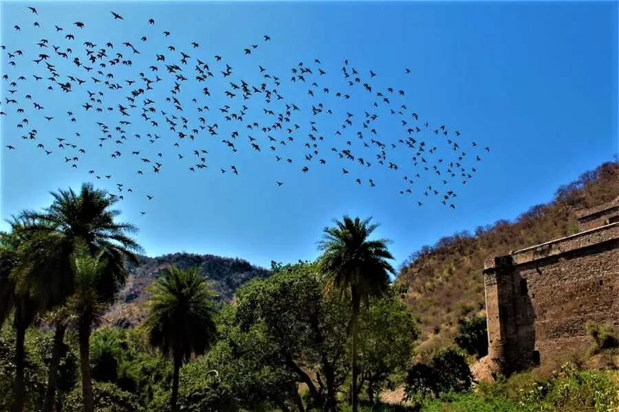 A flock of pigeons drifting around the Bhangarh fort