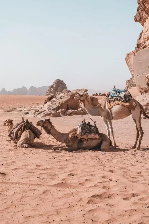 camels in wadi rum jordan 